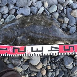 あけおめ青物とヒラメ